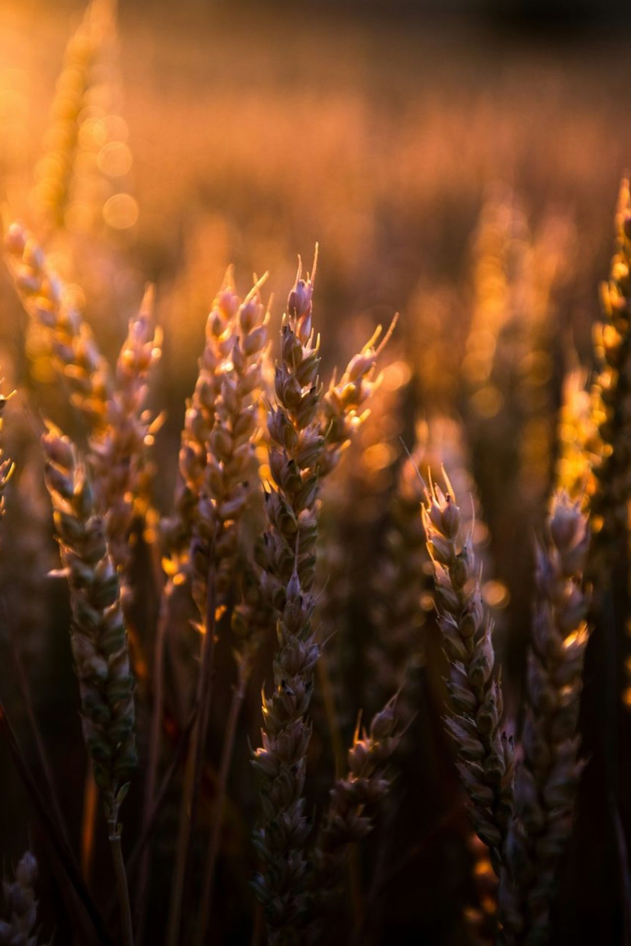 Des épis de blé mûrs se dressent en gros plan, dans un champ baigné par la lumière du soleil couchant. Le soleil, bas sur l'horizon, éclaire la scène depuis le coin supérieur gauche. Ses rayons traversent les épis et soulignent leurs grains d'un liseré doré. Au premier plan, une dizaine d'épis sont nets. On distingue chaque grain, serré contre le suivant, et les fines barbes qui dépassent. Derrière eux, le reste du champ se fond dans un flou chaud parsemé de petits halos de lumière. Les tons dominants vont de l'ambre au brun profond, avec quelques reflets rosés sur les grains. L'image dégage une atmosphère calme et généreuse, celle d'un soir d'été juste avant la moisson. Le format est vertical.